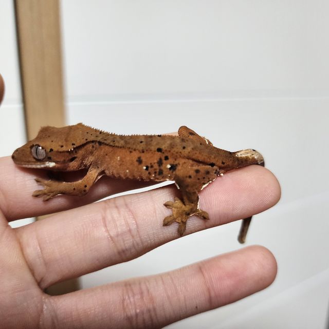 레드 슈퍼달마시안