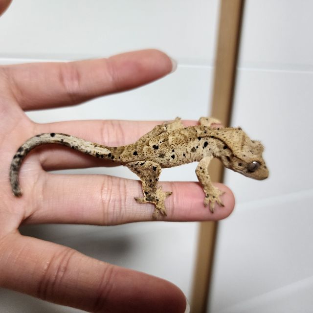 슈퍼달마시안