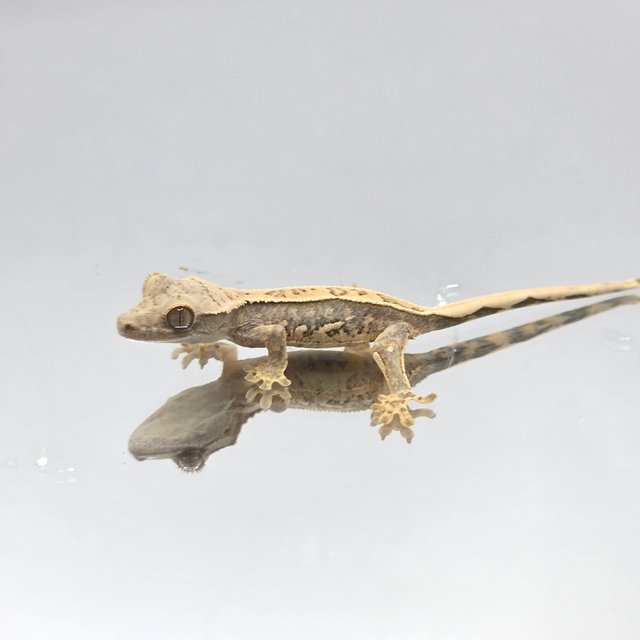 노멀 트라이 화이트스팟