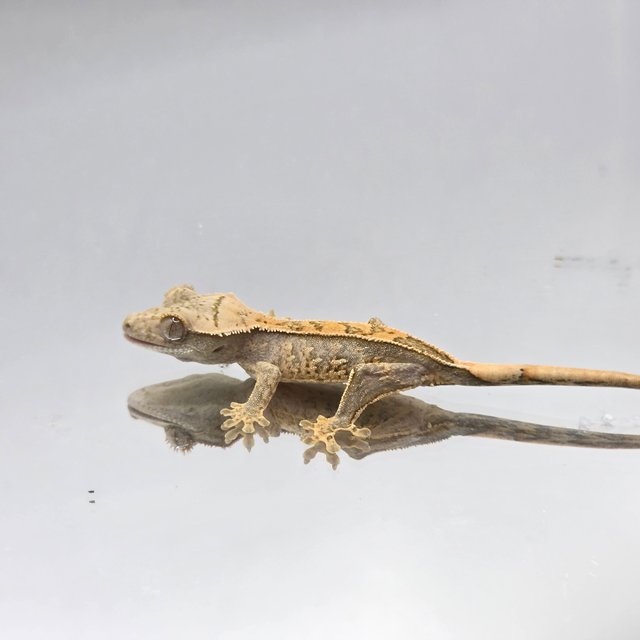 노멀 화이트스팟