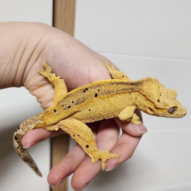 달마시안 옐로우