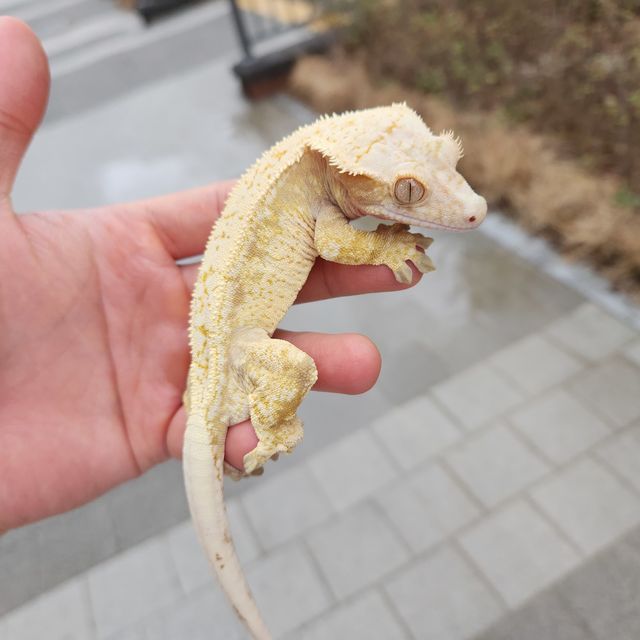노멀 화이트스팟