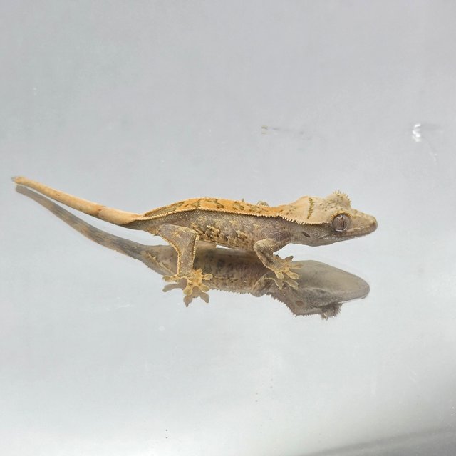 노멀 화이트스팟