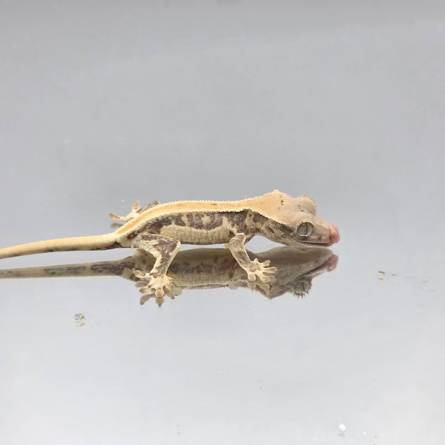 노멀 화이트스팟