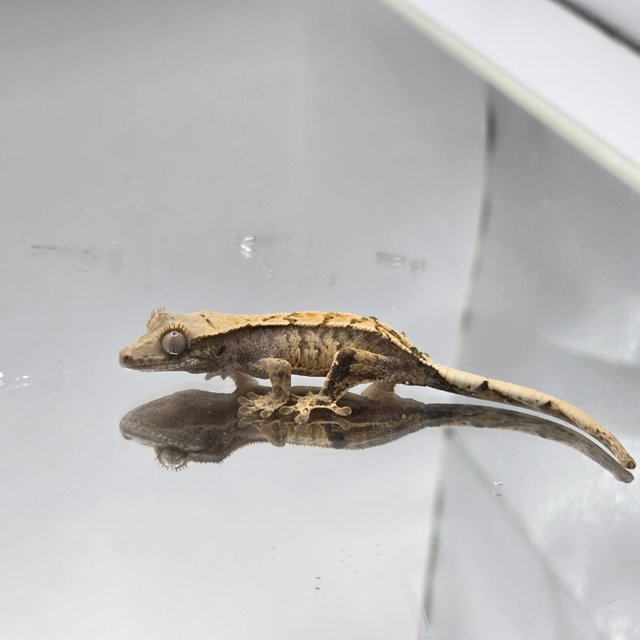 노멀 화이트스팟