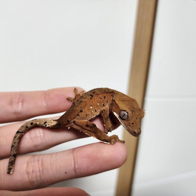 레드 슈퍼달마시안