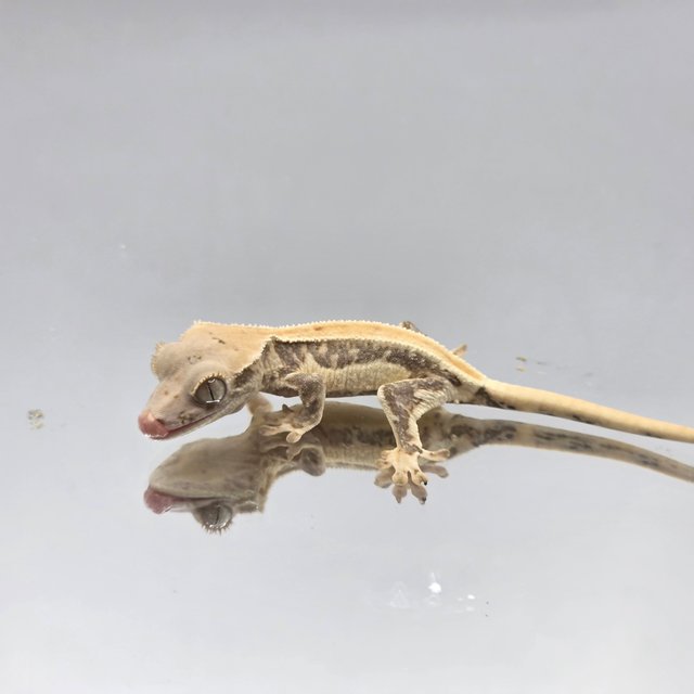 노멀 화이트스팟