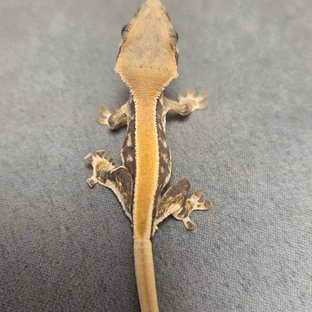 솔리드백 릴리화이트