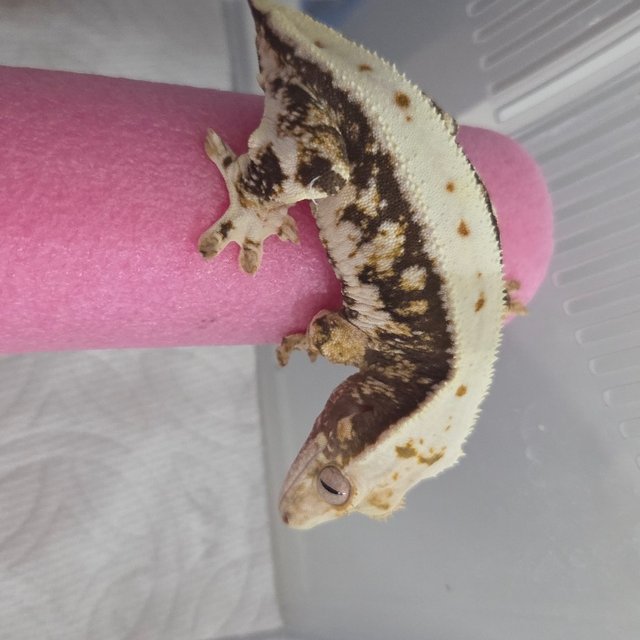 릴리화이트 트라이