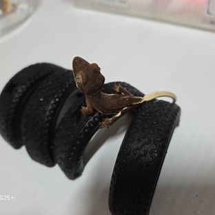 팬텀 릴리화이트 다크 챠콜