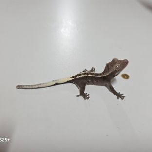 아잔틱