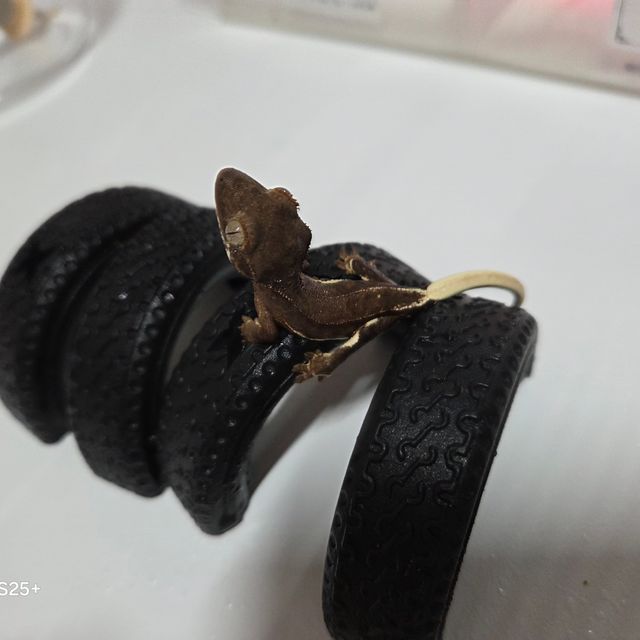 팬텀 릴리화이트 다크 챠콜