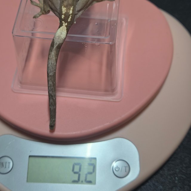 100%헷아잔틱 세이블