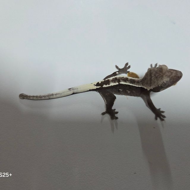 아잔틱