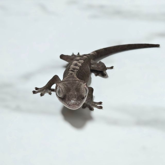 루왁