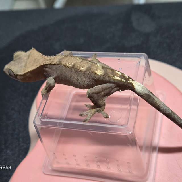 100%헷아잔틱 세이블