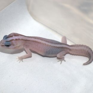 오레오 패턴리스