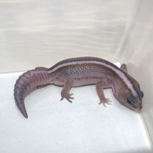 오레오 패턴리스