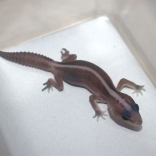 오레오 패턴리스