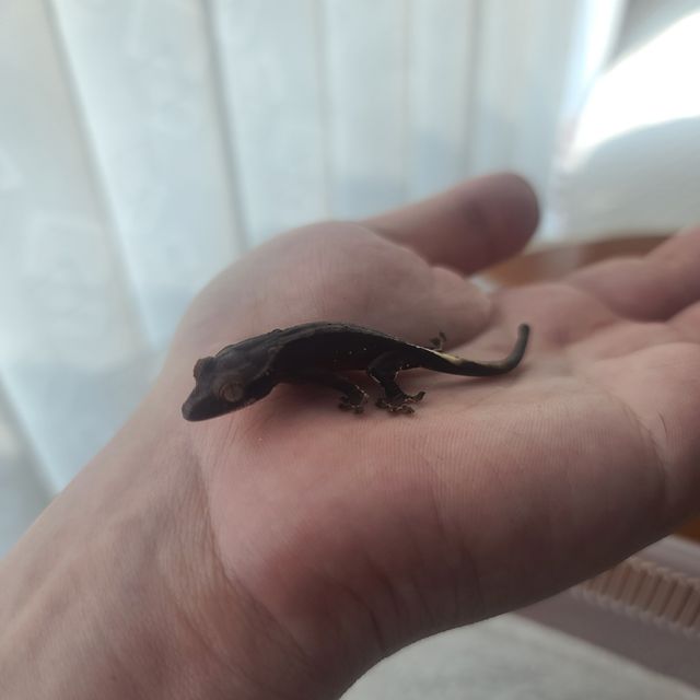 챠콜 블랙