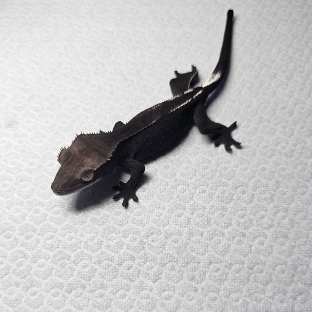 아잔틱