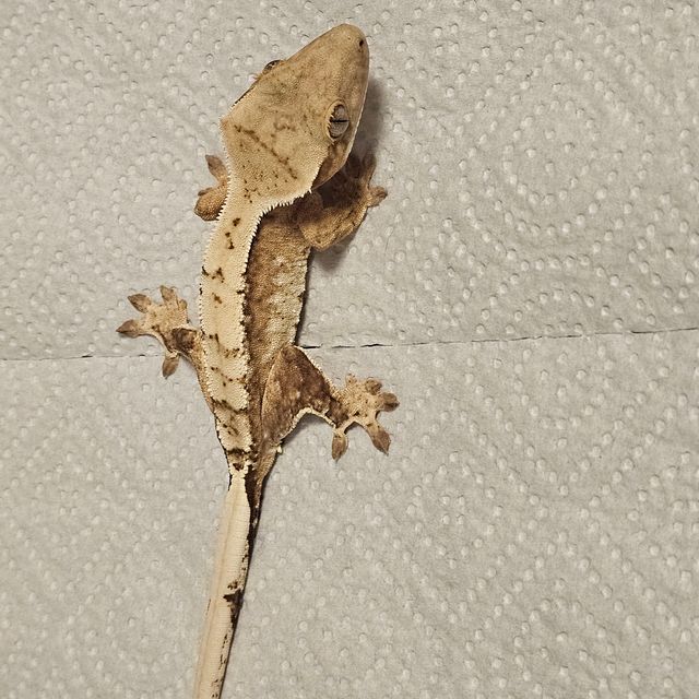 크림시클