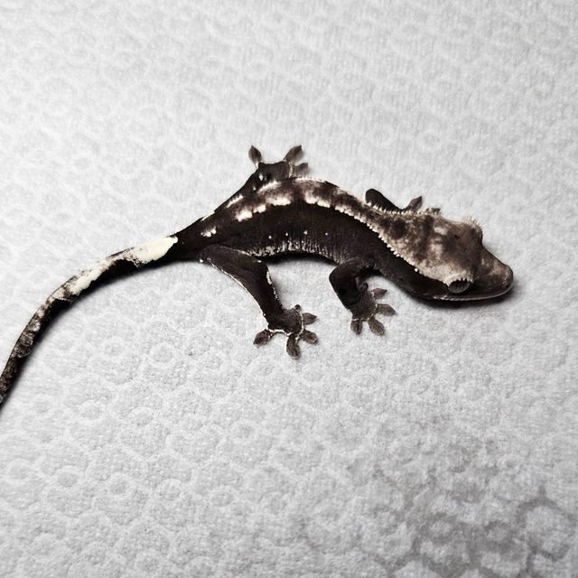 아잔틱