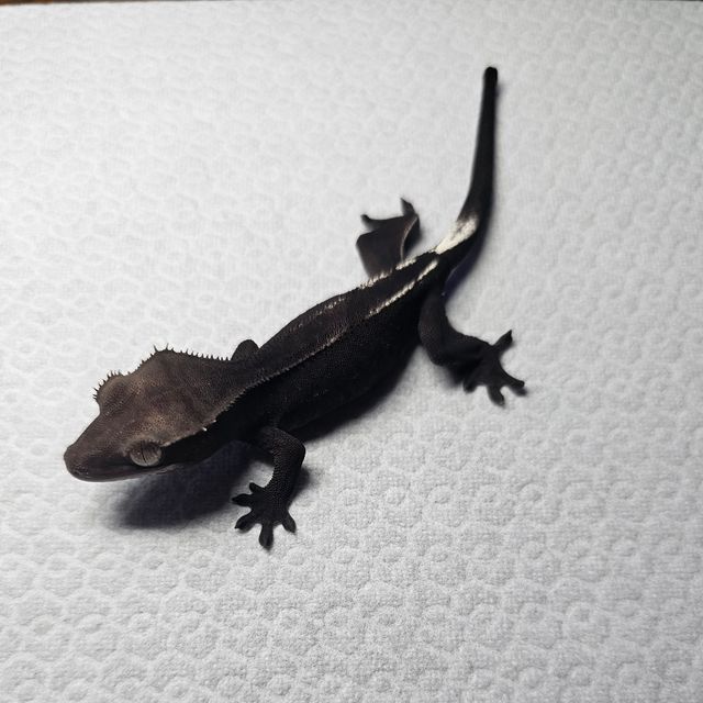 아잔틱