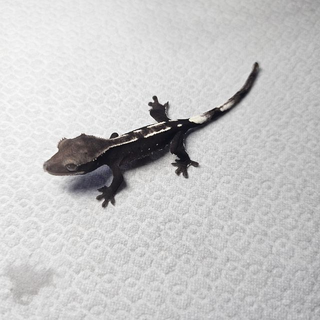 아잔틱