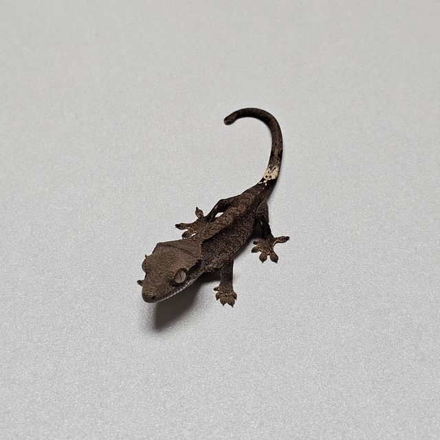 챠콜
