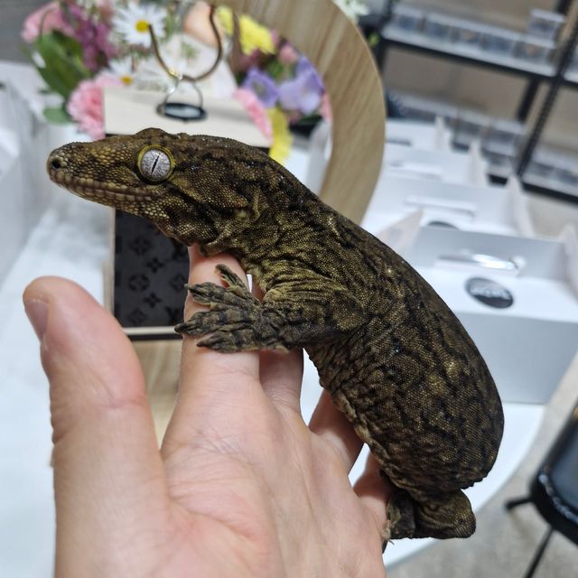 다크 포인디미에