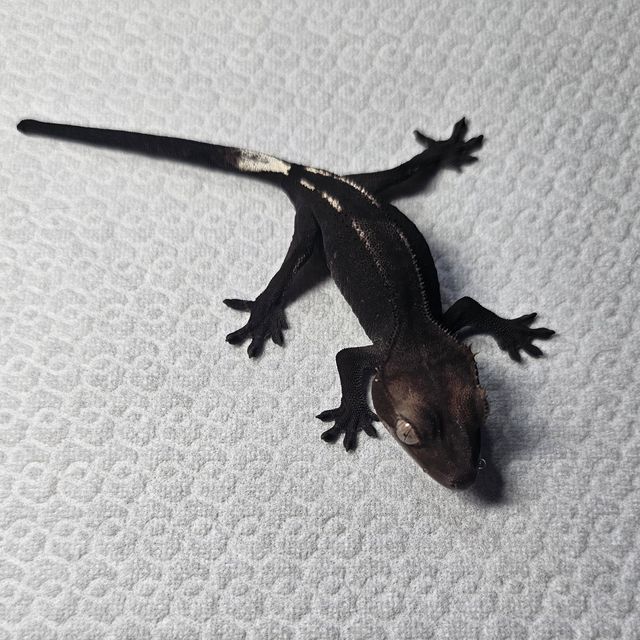 아잔틱