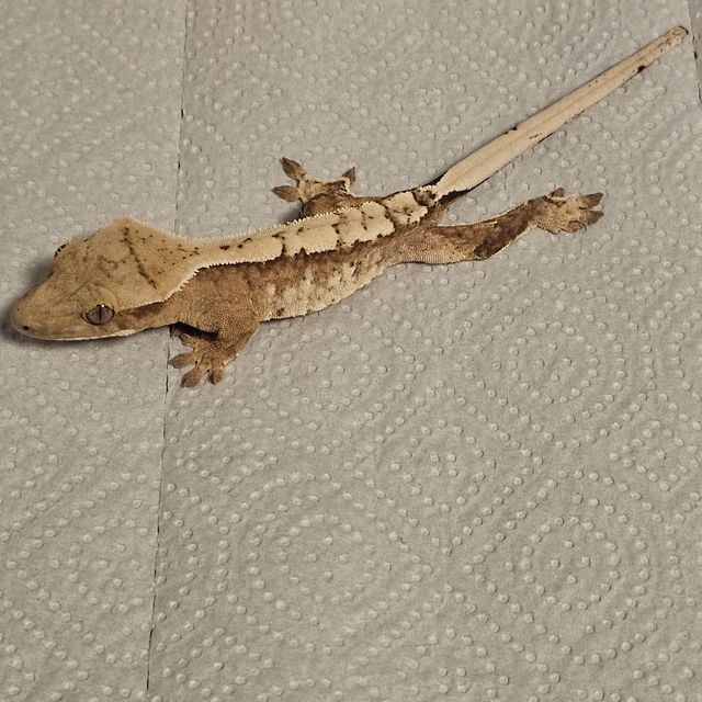 크림시클