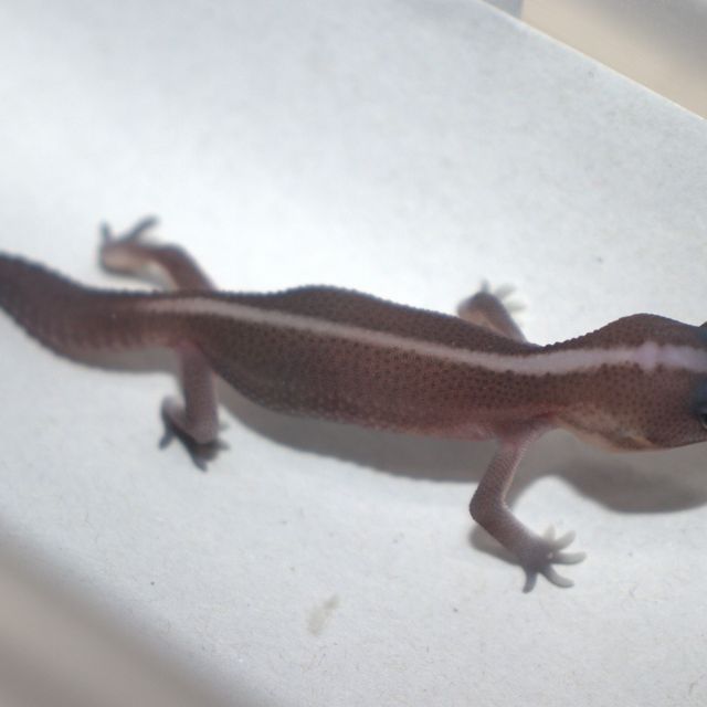 오레오 패턴리스