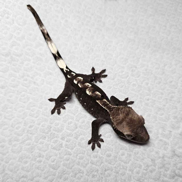 아잔틱