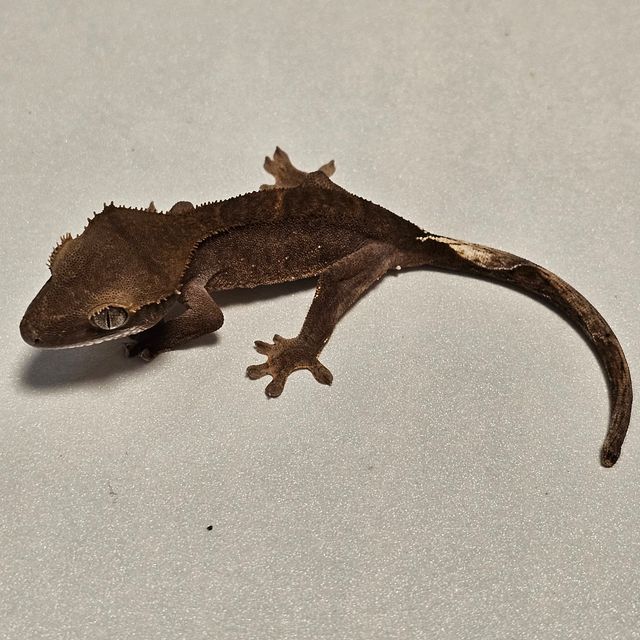 블랙 챠콜
