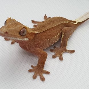 바이 화이트포트홀 레드