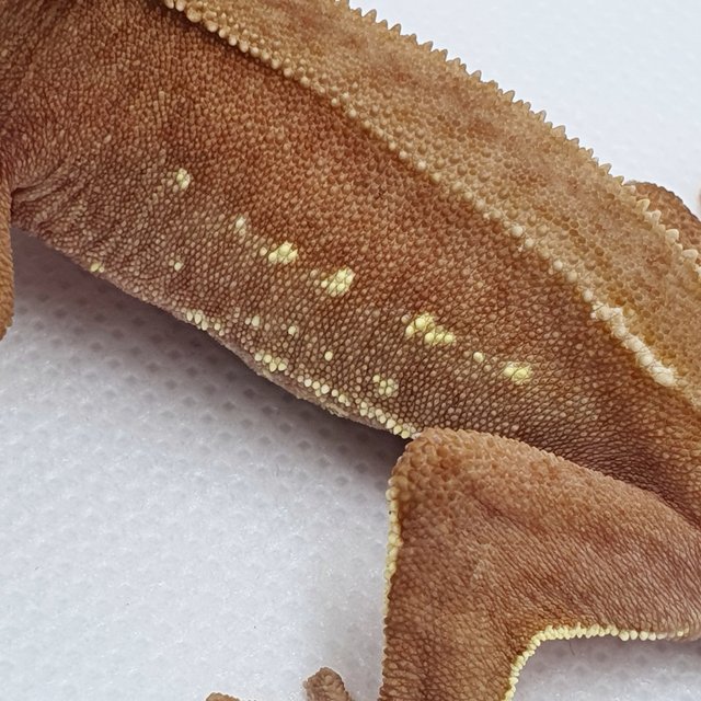 바이 화이트포트홀 레드