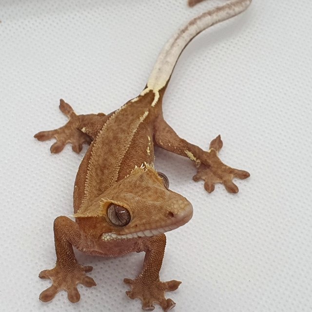 바이 화이트포트홀 레드