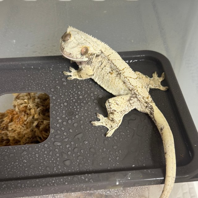 노멀 화이트스팟