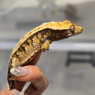 트라이 익스트림할리퀸 텐저린 바브