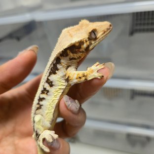 릴리화이트 솔리드백 트라이 풀핀 판다