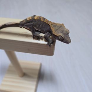 100%헷아잔틱 챠콜 알티