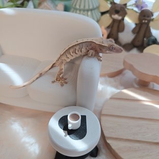 노멀 트라이 익스트림할리퀸 텐저린