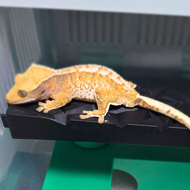 노멀 트라이 드리피 화이트스팟 텐저린