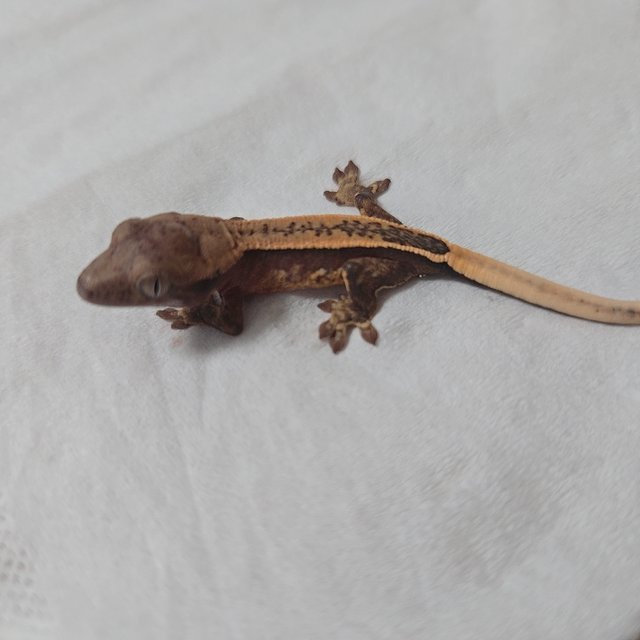 노멀 트라이 풀핀