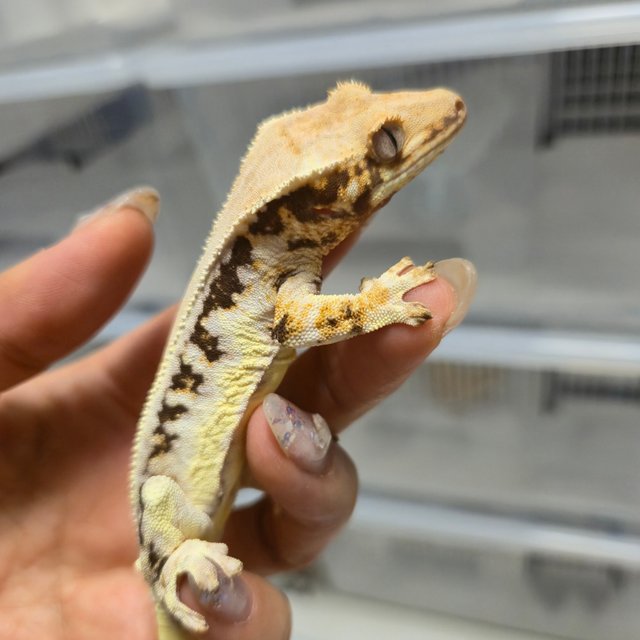 릴리화이트 솔리드백 트라이 풀핀 판다