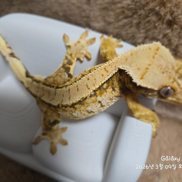 노멀 트라이 드리피 화이트스팟 텐저린