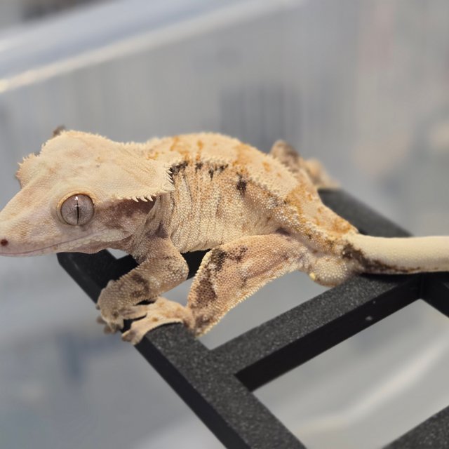 노멀 트라이 익스트림할리퀸