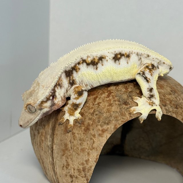 릴리화이트 트라이 솔리드백 풀핀